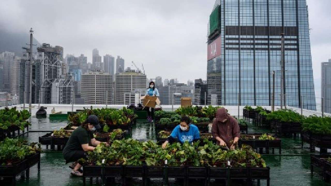 As well as the Bank of America garden, financed by property consultancy giant JLL, Singaporean banking giant DBS has partnered with Rooftop Republic to set up an academy that runs workshops for beginners as well as professional courses. Urban farmers say the projects also help build community spirit among those who cultivate the crops. (Image: AFP)