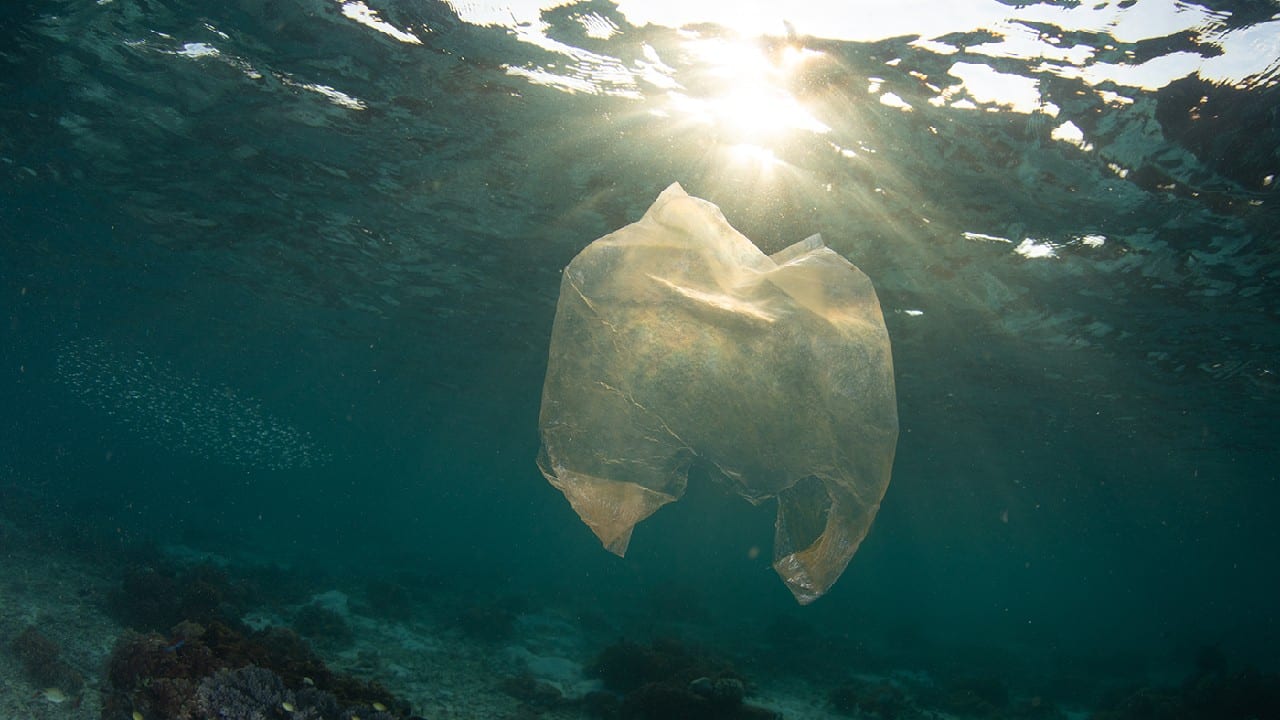 Microplastics in particular have been found in every corner of the globe, from the peak of Mount Everest to the trough of the Mariana Trench. UN exhibition showcased images depicting how the indiscriminate use of plastic waste is impacting their daily lives and surroundings. Let’s take a look at some of those insane pictures of plastic pollution from around the globe. (Image: Shannon Switzer Swanson (USA) via UN) Microplastics in particular have been found in every corner of the globe, from the peak of Mount Everest to the trough of the Mariana Trench. UN exhibition showcased images depicting how the indiscriminate use of plastic waste is impacting their daily lives and surroundings. Let’s take a look at some of those insane pictures of plastic pollution from around the globe. (Image: Shannon Switzer Swanson (USA) via UN)