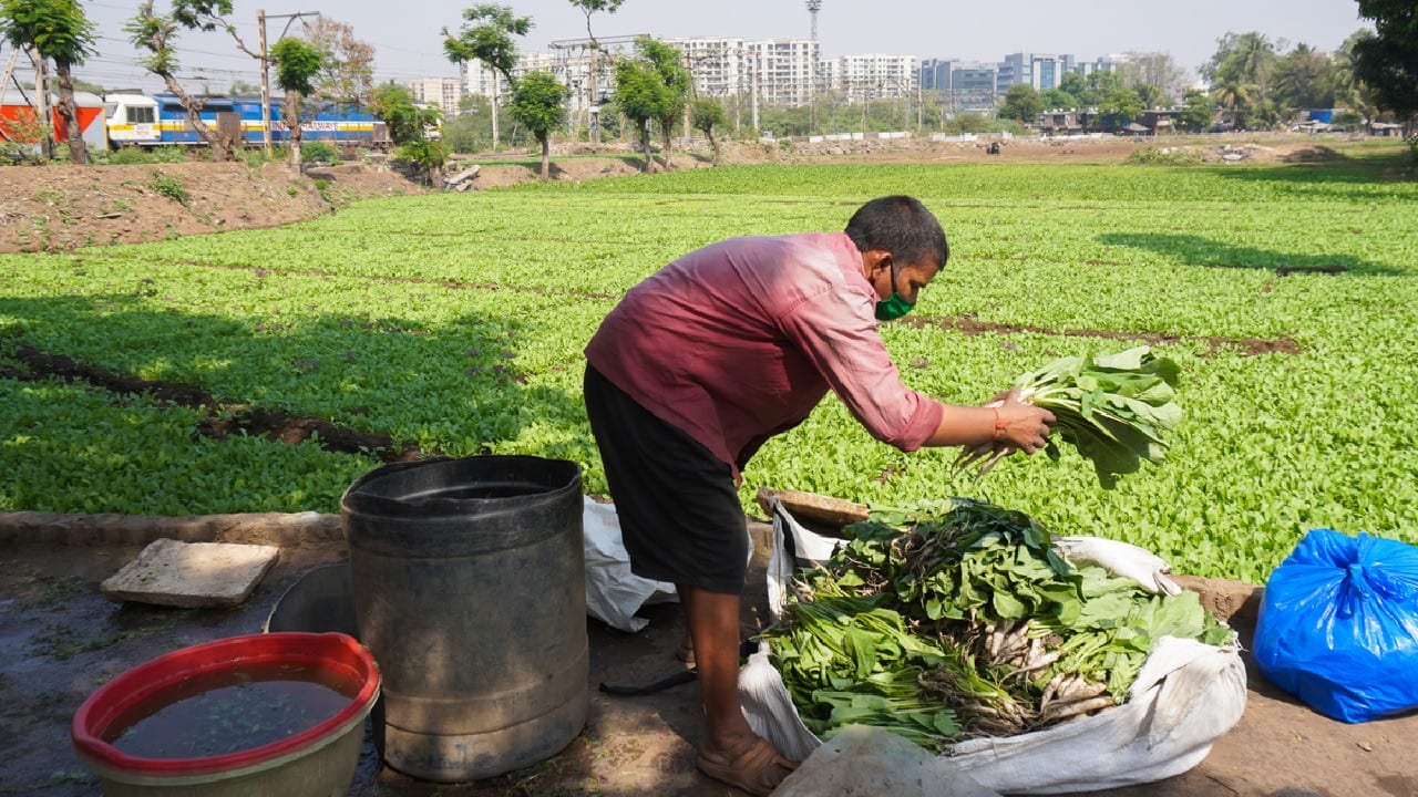 India reaps high growth from agriculture, allied products in FY22