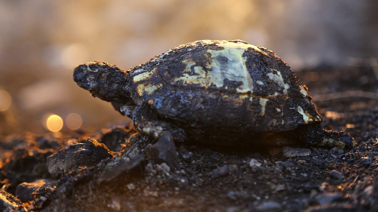 The fire comes as Turkey battles with a series of disasters caused by extreme weather conditions in recent weeks. (Image: Reuters) The fire comes as Turkey battles with a series of disasters caused by extreme weather conditions in recent weeks. (Image: Reuters)
