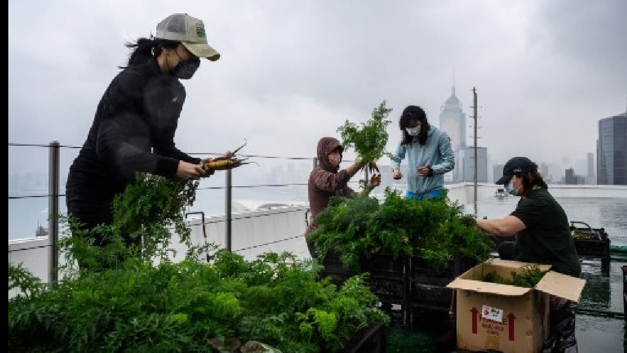 There residents cultivate edible flowers and fruit trees and can attend lifestyle classes like mindful gardening. &quot;Here, we teach them not to waste... and to cherish their food,&quot; she explained, adding that the majority of what the mall farm grows goes to local food banks. (Image: AFP)