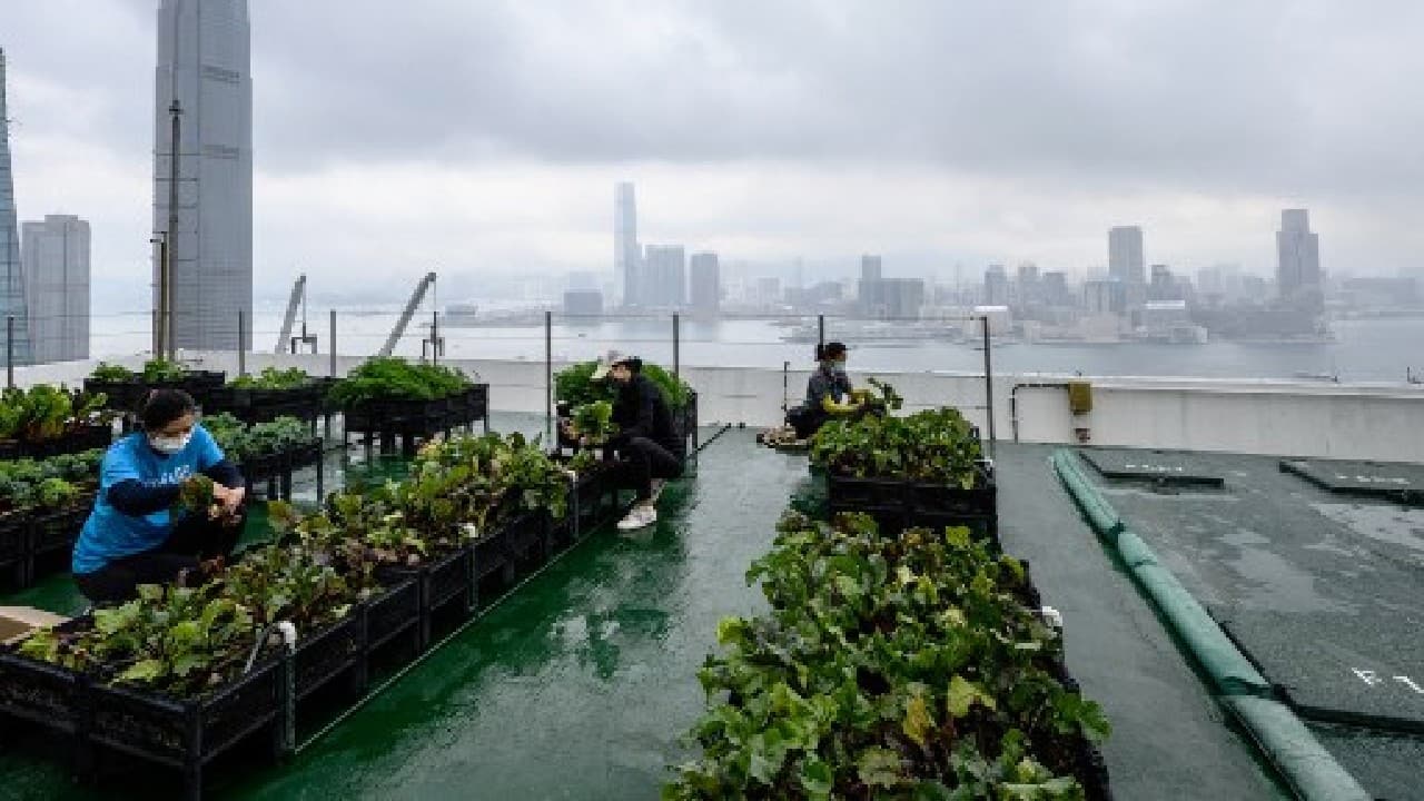 Tsui said some seven million square metres of farmable area is currently cultivated. But more than six million square metres on the city's rooftops remain unused. &quot;The challenge for us is to design urban farming as a lifestyle to integrate into our daily life,&quot; he added. &quot;And the first step for that, of course, is to be accessible.&quot; (Image: AFP)
