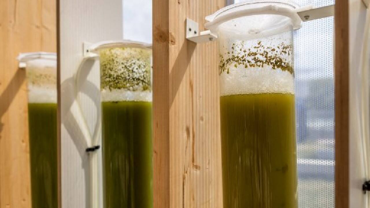 The green organisms consume polluting molecules and carbon dioxide before releasing clean oxygen out the top of the bioreactors. (Image: AFP)