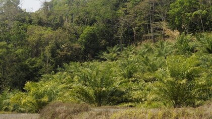 Palm oil cultivation in India can be expanded while sparing biodiversity, says study