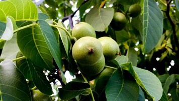 The Tippling Point | The bewitching origin story of walnut liqueur