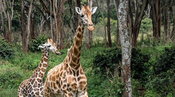Nairobi is the only capital city in the world with a national park within its boundaries.