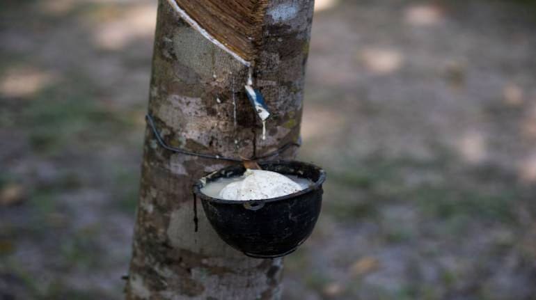 Rubber tree and bowl filled with latex (Source: ShutterStock)