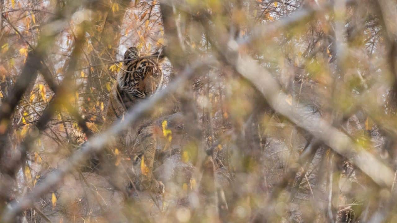 The shy cubs kept far from the madding tourist crowd and offered only a glimpse through the bushes, where they felt safe.