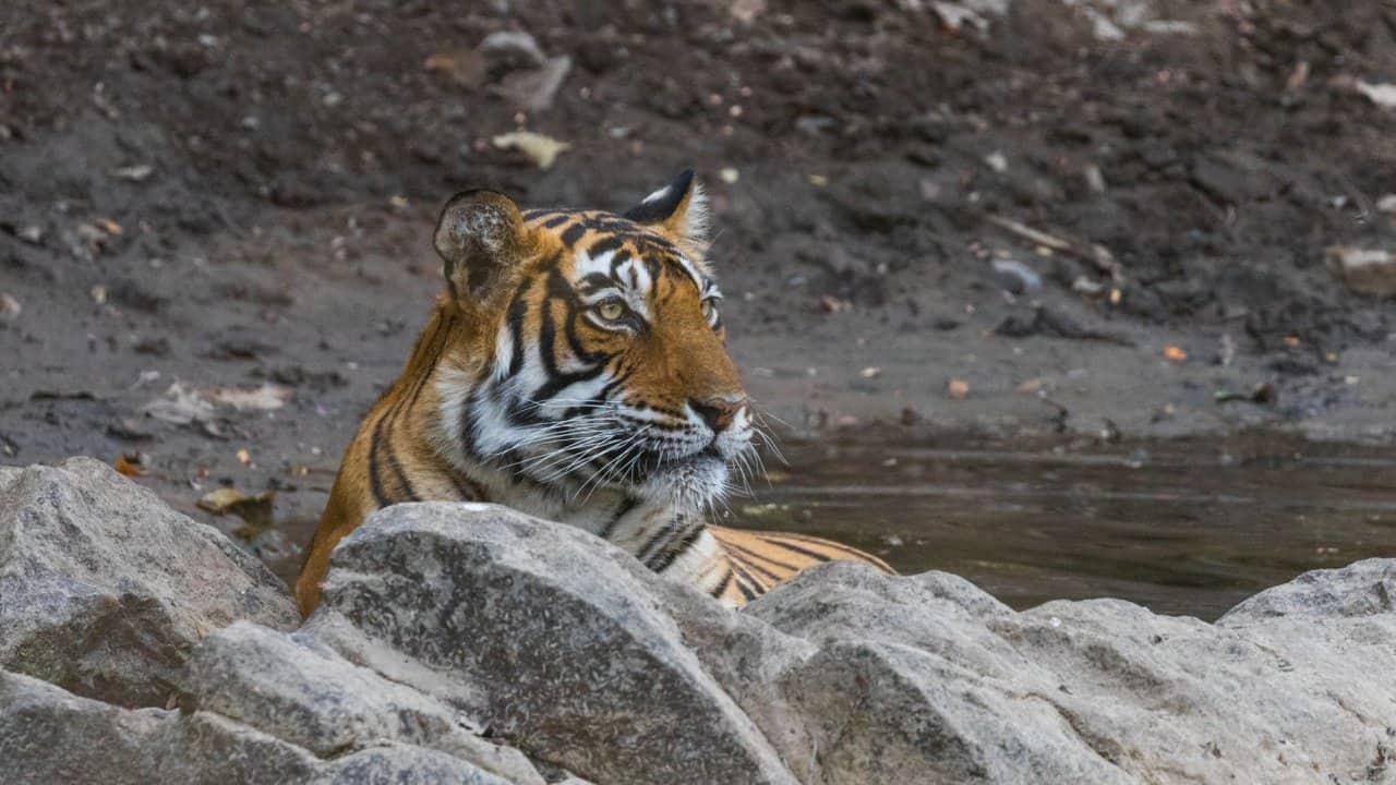 After hiding the cubs, Noor relaxed in a nearby waterhole to seek relief from the scorching mid-day heat. Tigers are the only cats that show a liking for water and they spend hours resting and playing in a waterholes during summers.
