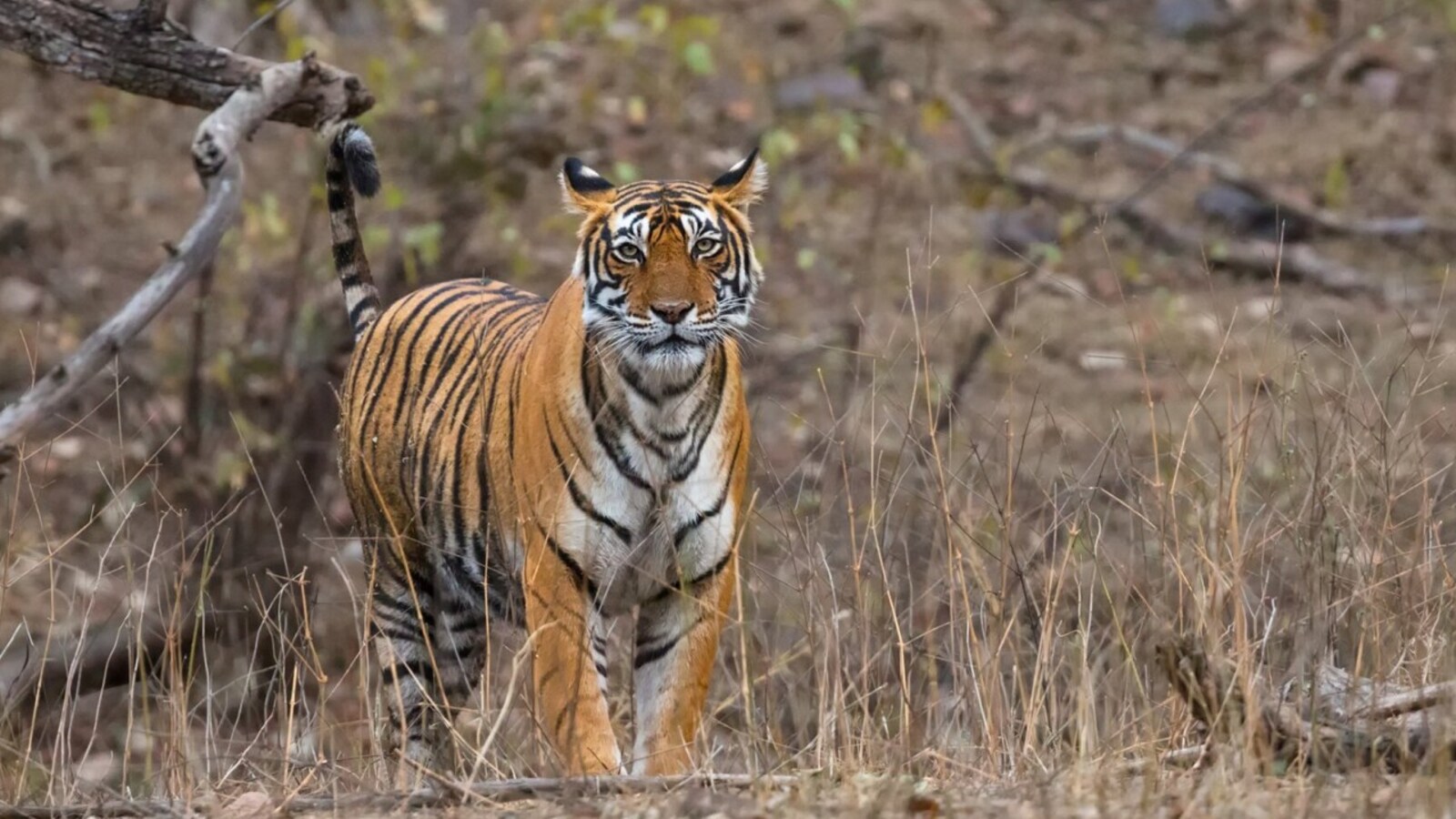 India to help Cambodia's tiger reintroduction programme, say officials