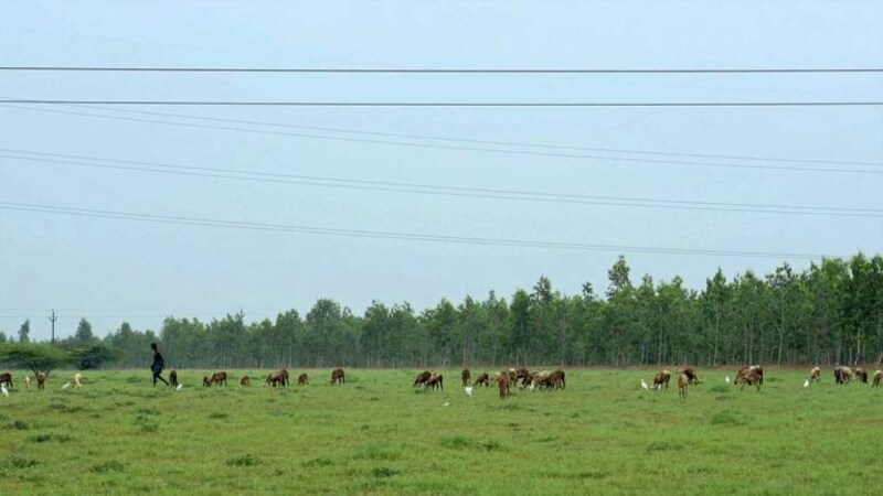 Mapping Tamil Nadu’s grasslands to protect them and know their role in carbon storage