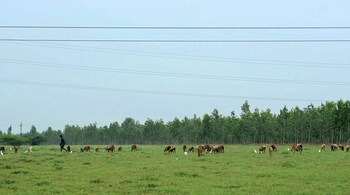 Mongabay/Nantha Kishore