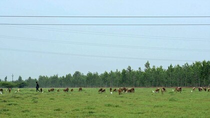 Mapping Tamil Nadu’s grasslands to protect them and know their role in carbon storage