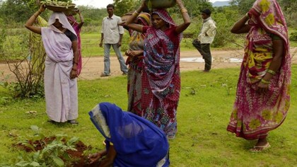 Study draws attention to political reforms for the success of forest carbon finance