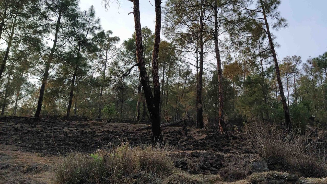 Uttarakhand forests