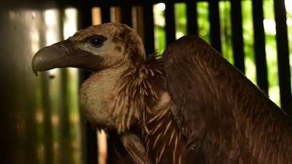 How a village in Maharashtra is helping vultures make a big comeback