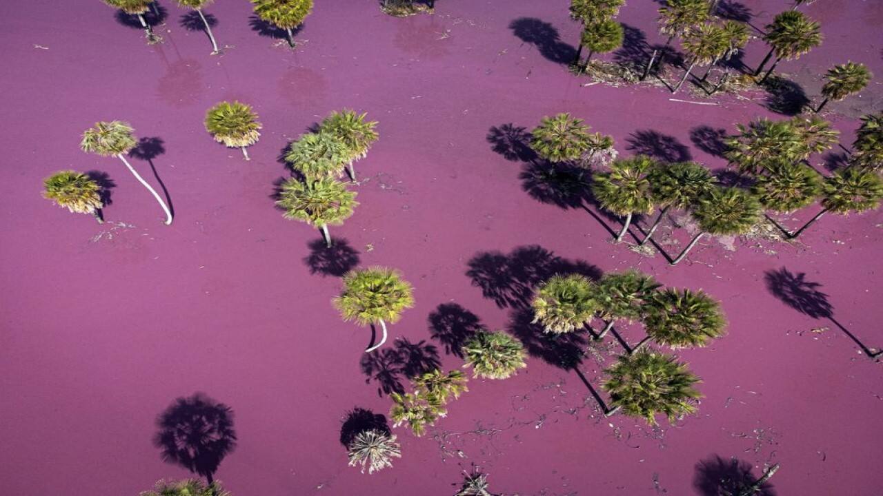 Pink liquid waste from the Durli Leathers S.A. tannery sits in a deposit dug into an open field in Paraguari, Paraguay, Friday, Aug. 13, 2021, on the day the Environment Ministry stopped its operations. Nearby landowners fear that once it rains, the liquid will contaminate the streams that drain into Lake Ypoa, and suspect the deaths of eight cattle with bloody diarrhea were caused by drinking water near this deposit. (Image: AP)