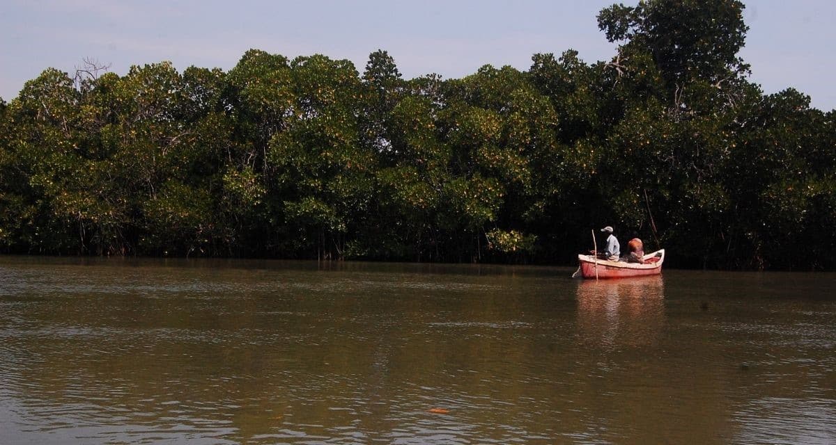 MSSRF trained the Irulas to plant mangrove species in a fishbone pattern.