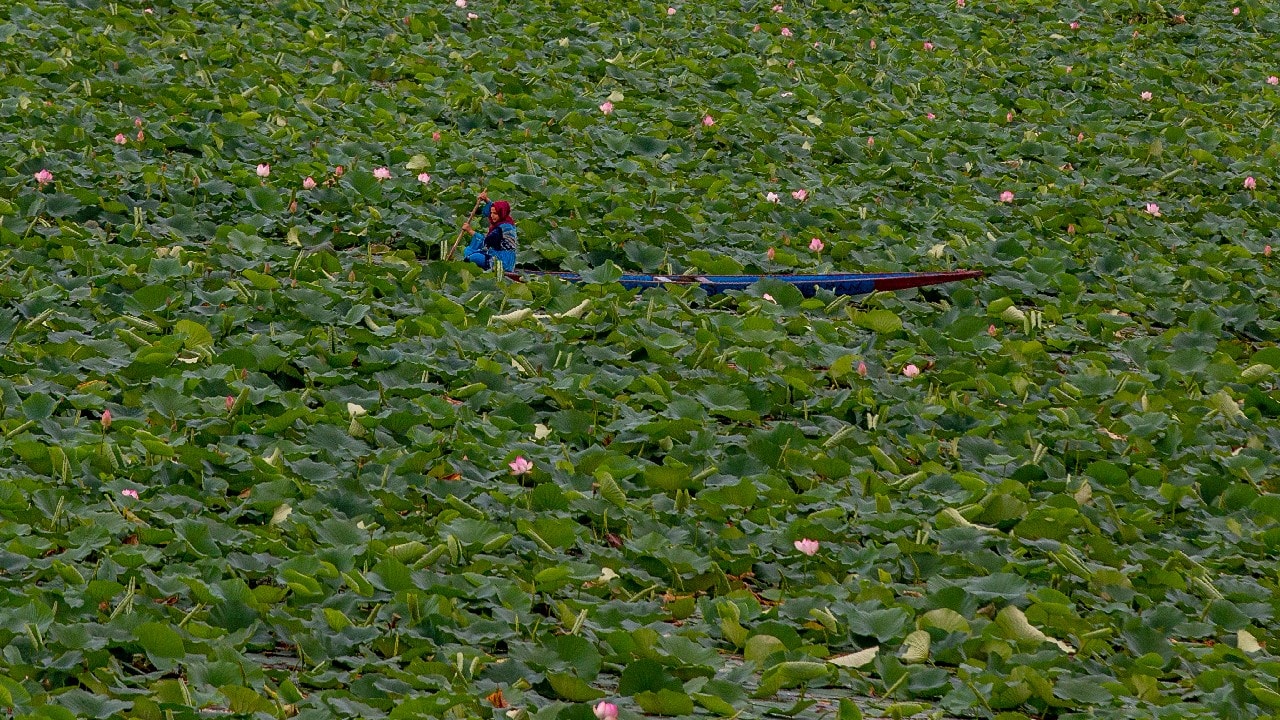 A Kashmiri woman rows her boat through lotus plants on the Dal Lake in Srinagar, Kashmir, August 3. Nestled in the Himalayan mountains, Kashmir is known for its beautiful lakes and saucer-shaped valleys. (Image: AP)