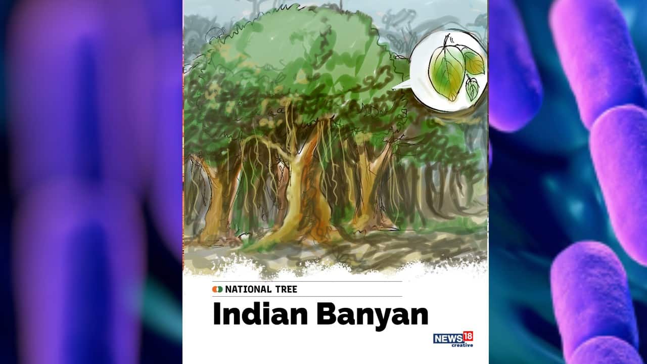 How to draw a Banyan tree easy / national tree of India | easy tree drawing  #banyan #tree - YouTube