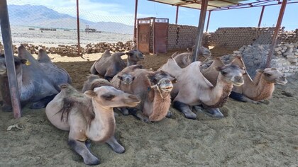 Bactrian camels in Nubra Valley provide lessons for conservation of animal genetic resource