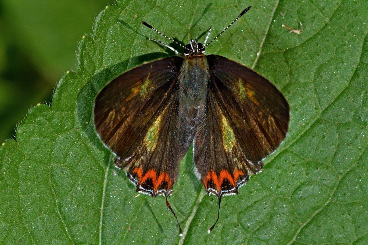 Open wing position of Male Heliophorus brahma - Himalayan Golden Sapphire. This species has the wing span of 30-38mm.  (Photo: Ananya Mondal/Atudu; Wikimedia Commons)