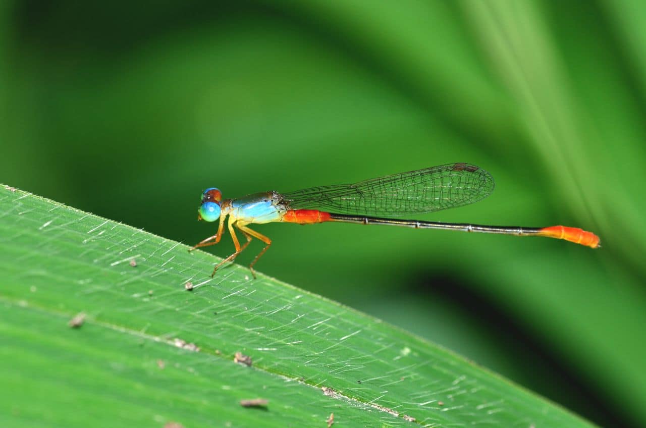 Ceriagrion cerinorubellum, commonly known as the orange-tailed marsh dart or bi-coloured damsel, is a medium-sized damselfly. Photographed in Acharya Jagadish Chandra Bose Indian Botanic Garden, West Bengal. (Photo: Ananya Mondal/Atudu; Wikimedia Commons)