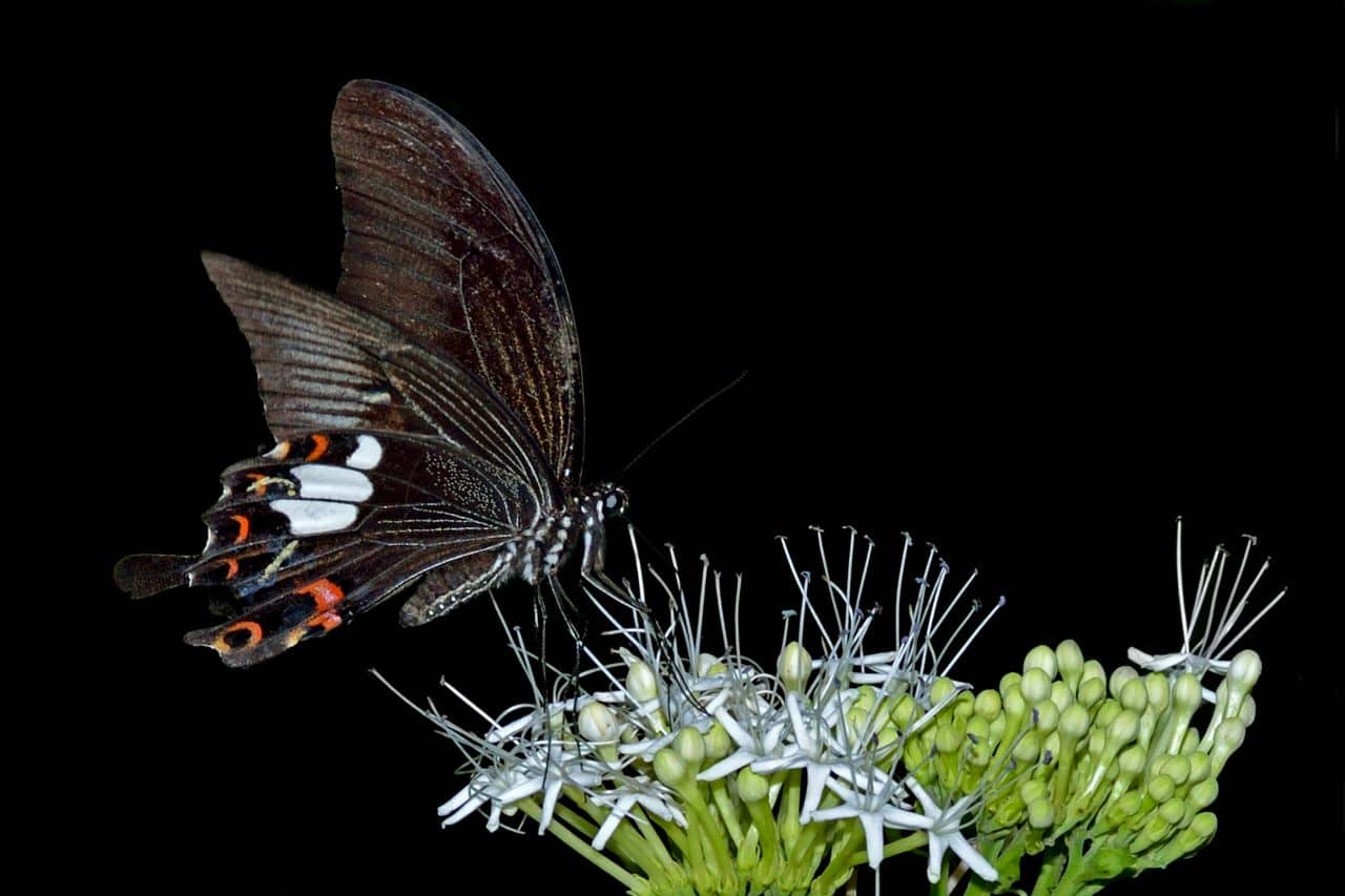 Papilio polytes, the common Mormon, is a common species of swallowtail butterfly widely distributed across Asia.  (Photo: Ananya Mondal/Atudu; Wikimedia Commons)