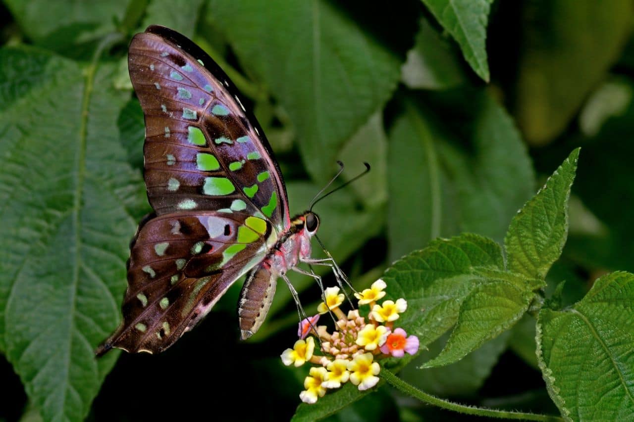 Close wing position of Graphium agamemnon, the tailed jay, a predominantly green and black tropical butterfly that belongs to the swallowtail family.  (Photo: Ananya Mondal/Atudu; Wikimedia Commons)