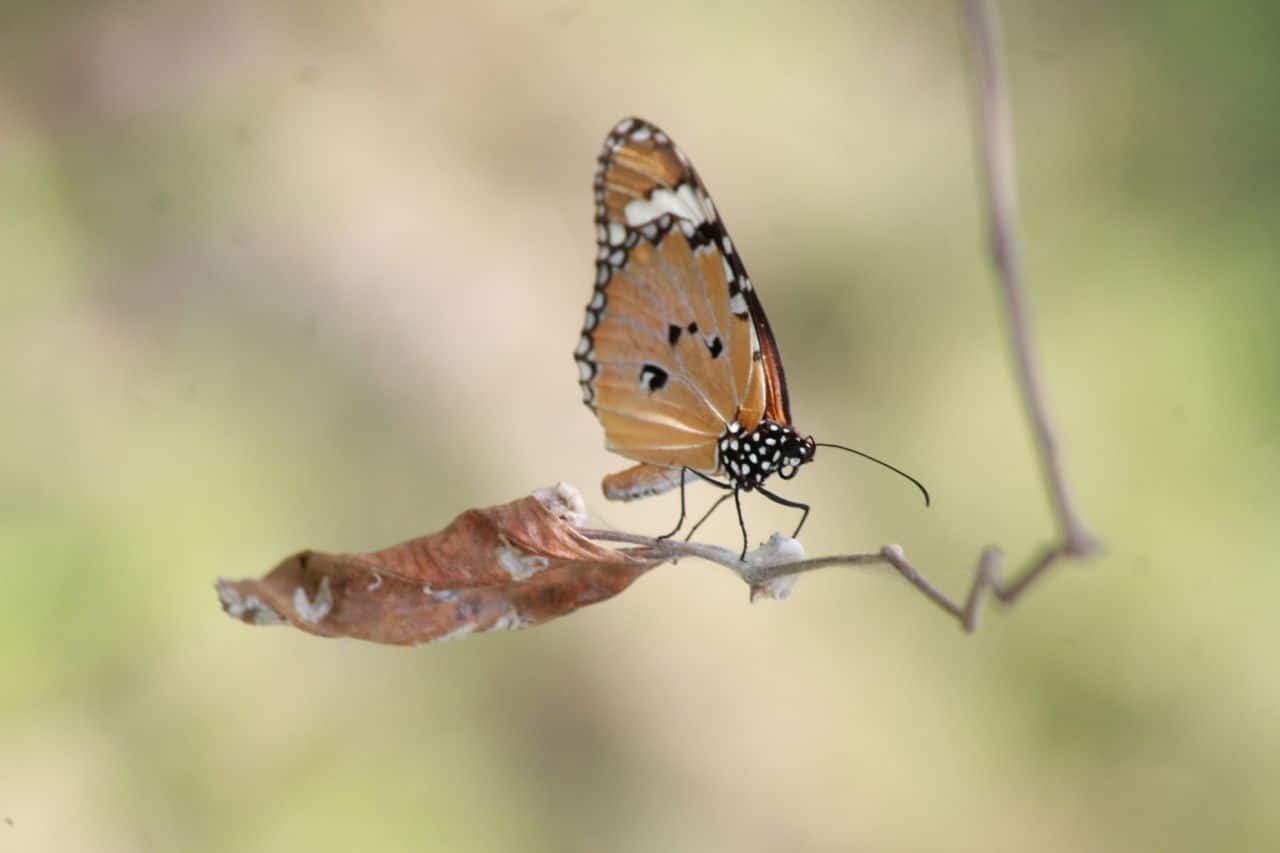 Male adult Plain Tiger (Photo: Ananya Mondal/Atudu; Wikimedia Commons)