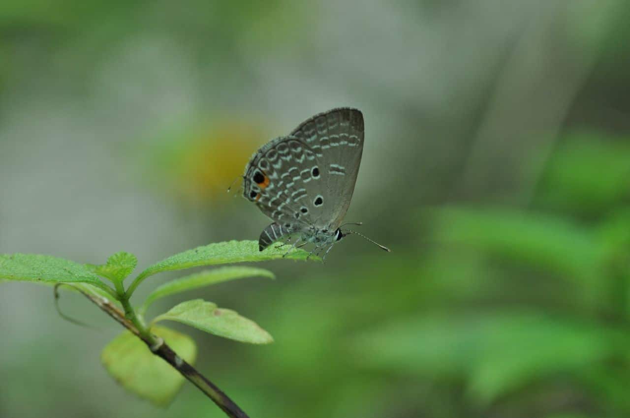 Close wing position of Chilades pandava - Plains Cupid. Photographed in Prakiti Tirtha, Eco Park Butterfly Garden, Kolkata,West Bengal, India.  (Photo: Ananya Mondal/Atudu; Wikimedia Commons)