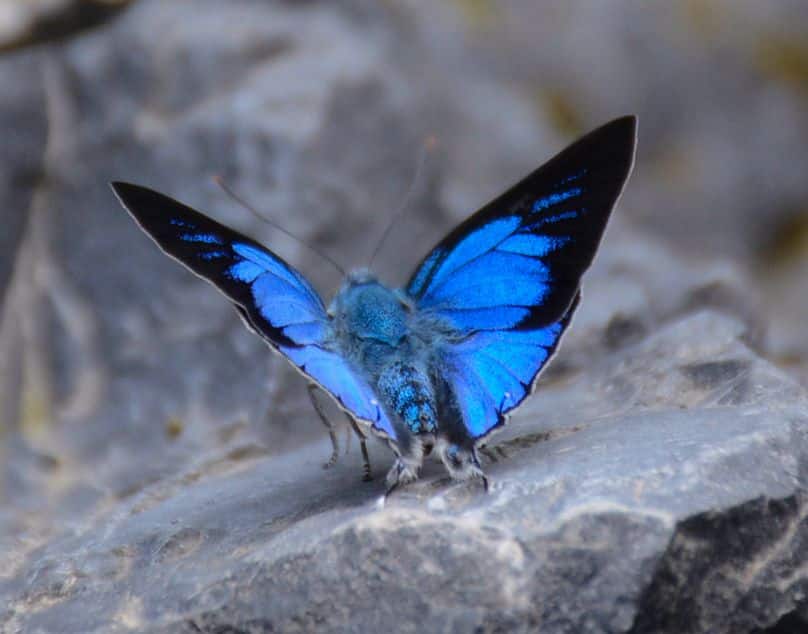 Male Silver Royal Ancema blanka. This species is very rare and found locally in Jayanti river bed. It is legally protected in India under Schedule II of the Wildlife (Protection) Act, 1972.  (Photo: Ananya Mondal/Atudu; Wikimedia Commons)