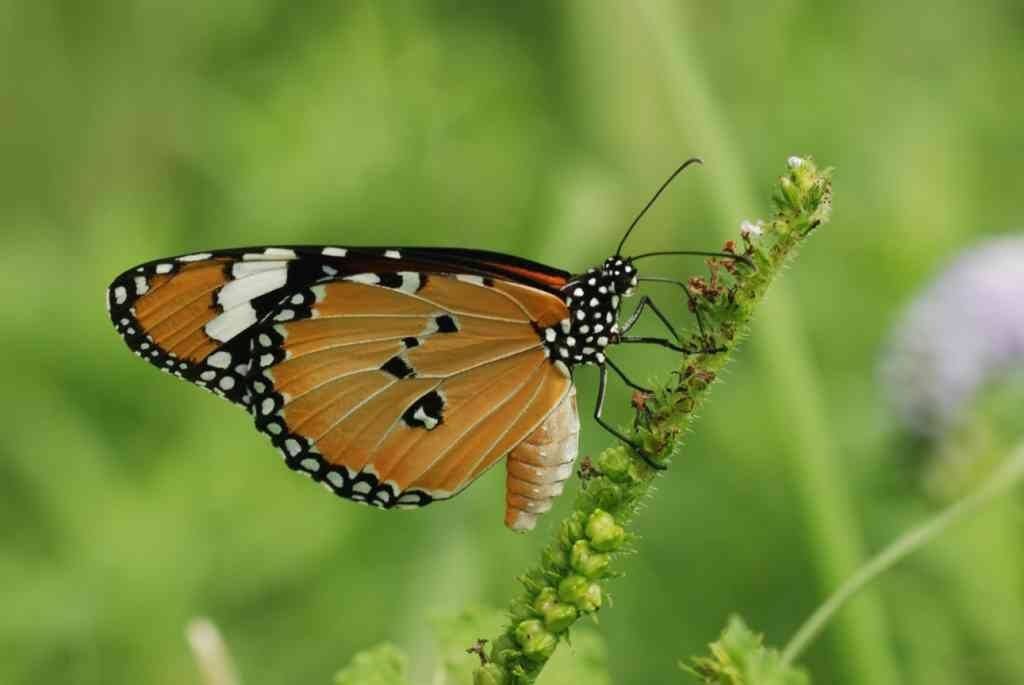 Plain Tiger  (Photo: Ananya Mondal/Atudu; Wikimedia Commons)
