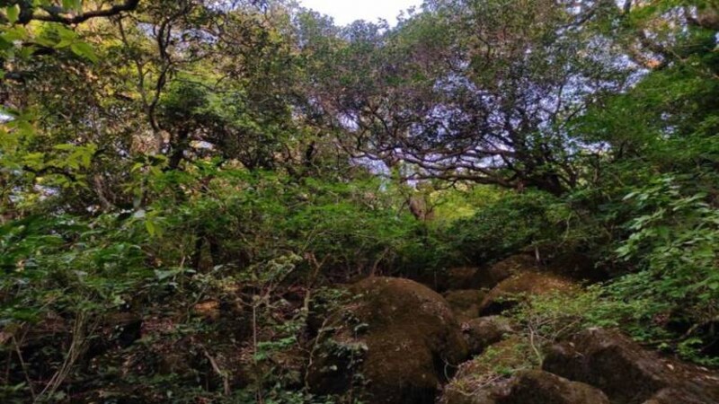 Maharashtra’s first endemic tree rediscovered after 180 years at Harishchandragad hill