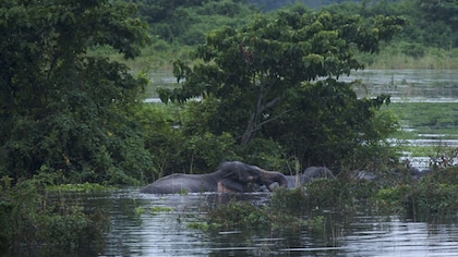 To escape floodwaters, Kaziranga’s large herbivores risk moving through human-dominated spaces: Study