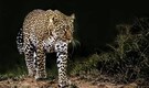 Leopard spotted at Infosys, TCS Indore campus triggers panic: Report