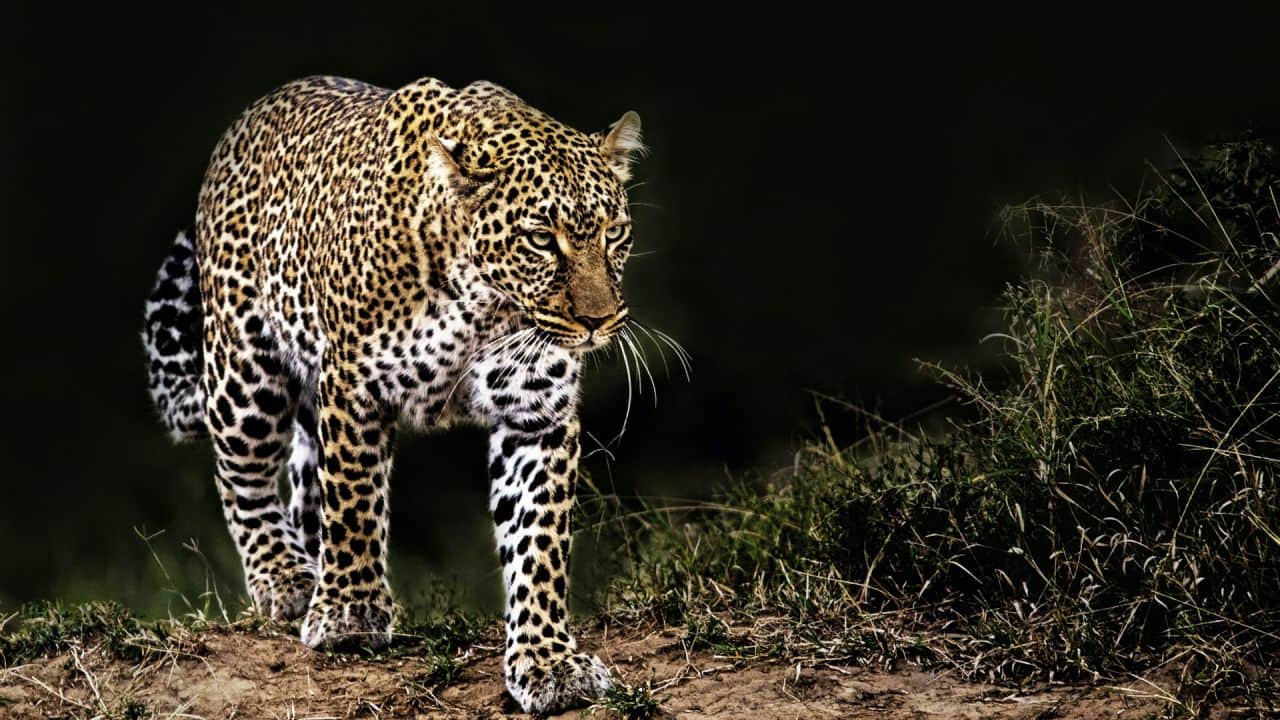 Leopard at the Masai Mara National Reserve in Kenya.