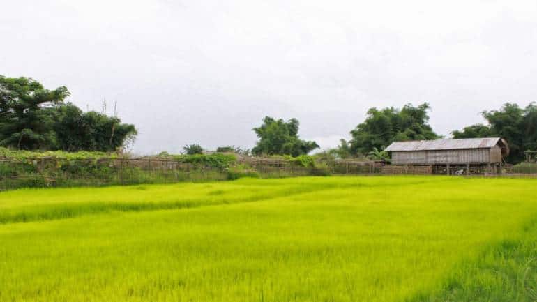 Punjab seeks to phase out paddy cultivation to stop crop burning - Vimarsana News