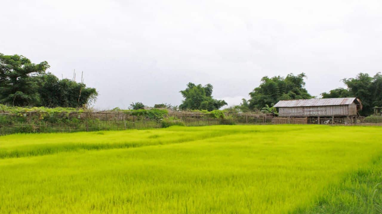 Punjab seeks to phase out paddy cultivation to stop crop burning