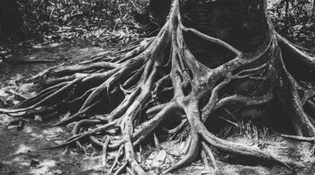 Representational image of a tree at Auroville.