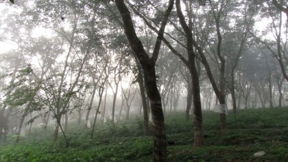 Compensatory afforestation unlikely to make up for the loss of carbon stocks