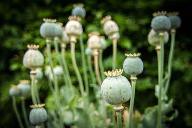 Poppy plants from which opium is extracted.