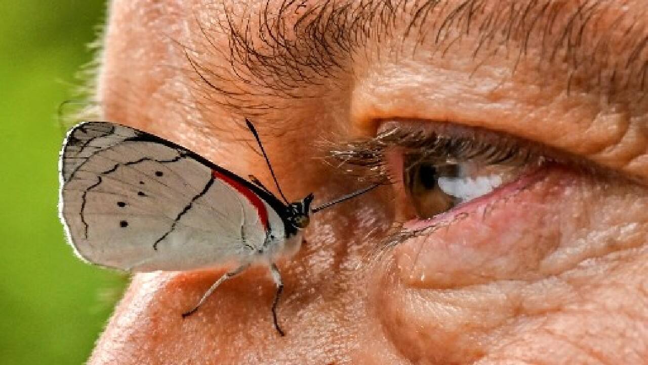 Like the more than 3,000 species of butterflies in Colombia, agronomist Juan Guillermo Jaramillo underwent his own metamorphosis several years ago, as his passion for photographing nature took an unexpected twist. (Image: AFP)