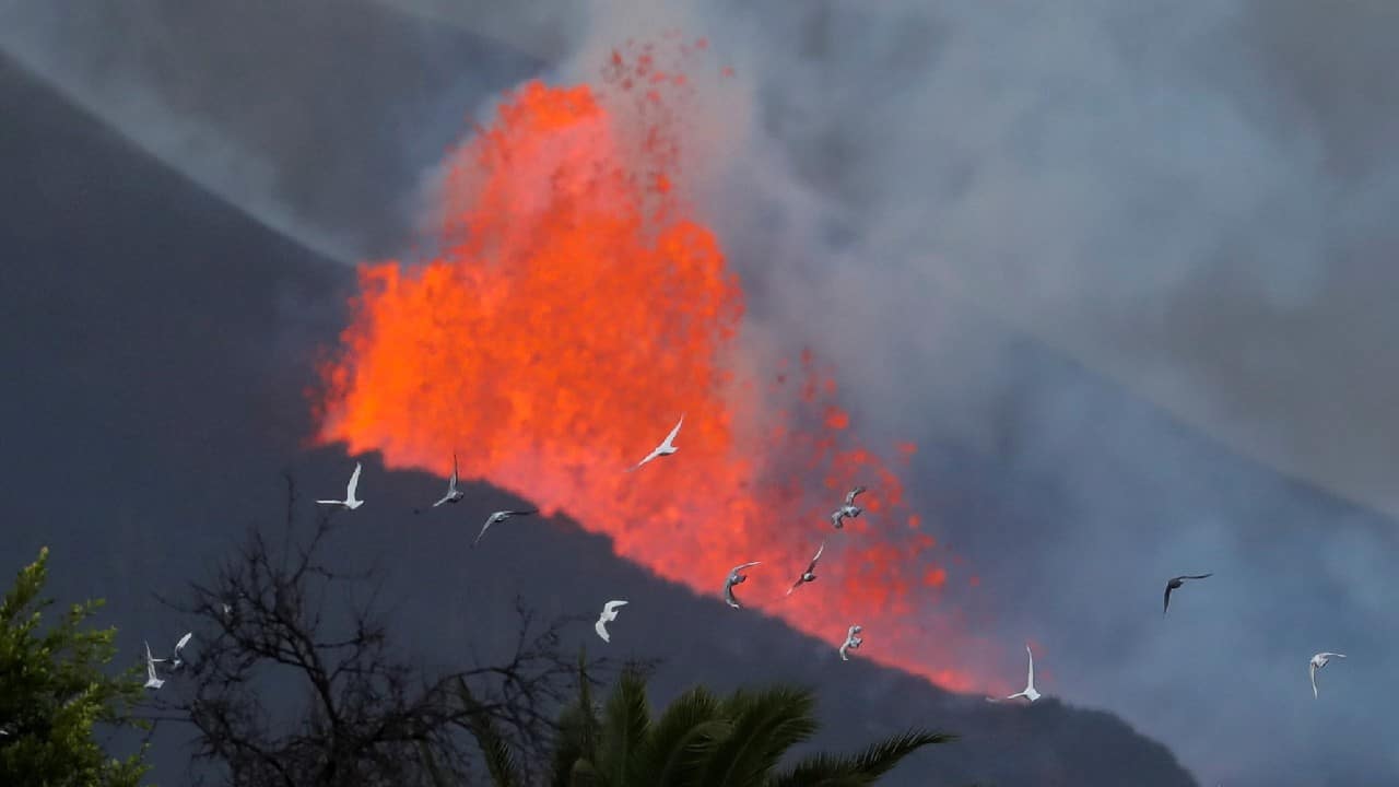 Pigeons fly at dawn in front of the lava and smoke, following the eruption of a volcano on the Canary Island of La Palma, in El Paso, Spain. (Image: Reuters) Pigeons fly at dawn in front of the lava and smoke, following the eruption of a volcano on the Canary Island of La Palma, in El Paso, Spain. (Image: Reuters)