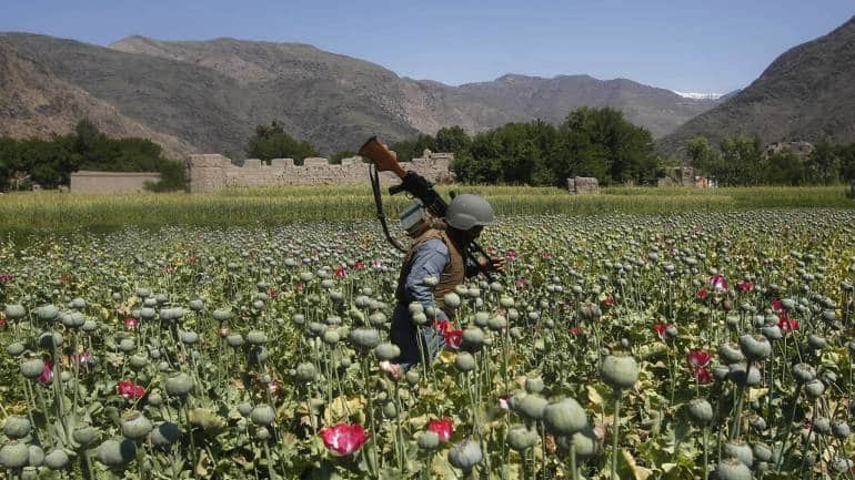In-Depth | Taliban and opium trade: Will Afghanistan be the world's biggest 'narco-state'?