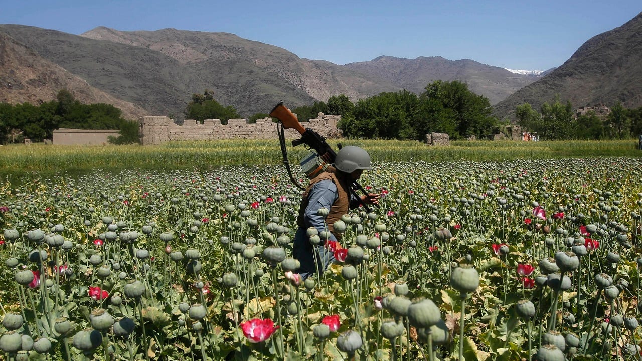 In-Depth | Taliban and opium trade: Will Afghanistan be the world's biggest 'narco-state'?