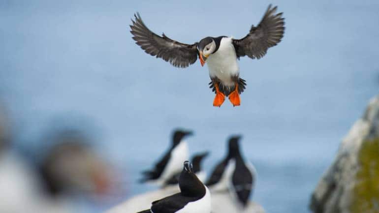 Atlantic Puffins ray-hennessy-PHnBeYvpWgA-unsplash