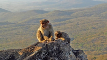 Lower species richness in deforested landscapes tied to high Kyasanur forest disease risk: Study