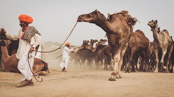 Camel Tear Worth Crores Can Defeat 26 Snake Venoms