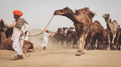 Misfired shot: Law to protect camel is contributing to its decline in Rajasthan